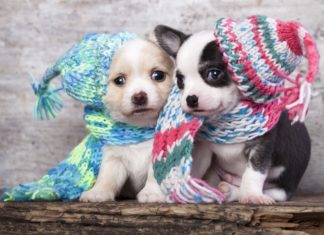 Cuidados com os cães no inverno