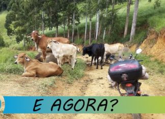 Viagens do Roger: João Neiva cidade capixaba que tem o maior Jequitibá Rosa do estado